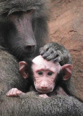 bald-monkey-1.gif